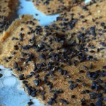 easy rice crackers